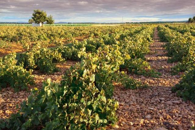 Agricultores de frutos secos de C-LM ya han recibido 25,1 millones de Agroseguro por los siniestros en sus producciones