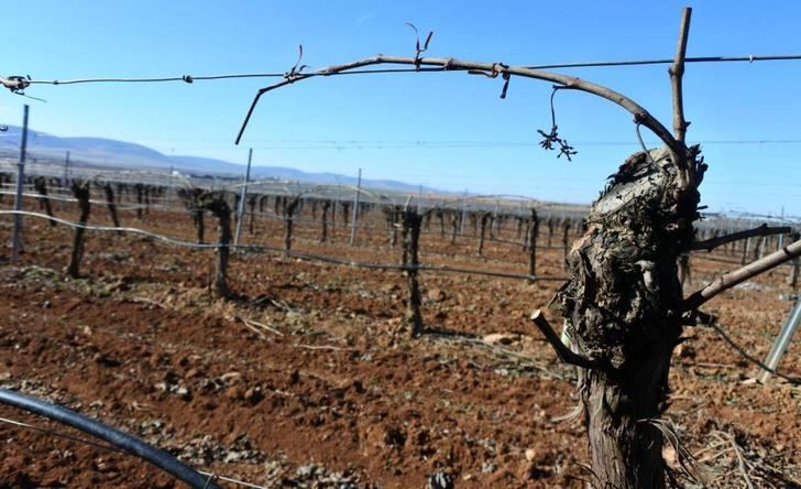 Castilla-La Mancha tendrá la mitad de la superficie asignada para nuevos viñedos